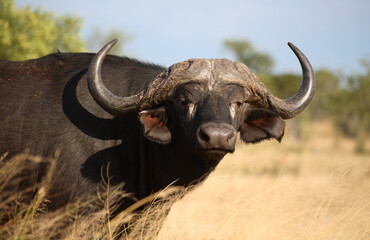 Cape Town, Western Cape / South Africa - 04/25/2009: Buffalo looks on at sunset in a game farm