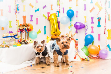 
Yorkshire terrier in a tailcoat costume stands at the location for the celebration of the dog holiday, shot with a general plan frontally.