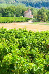 Fototapeta na wymiar vineyards in the wine region Languedoc-Roussillon, Roussillon, France
