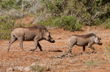 Johannebsurg, Gauteng / South Africa - 01/03/2010: Warthogs run along the bushveld