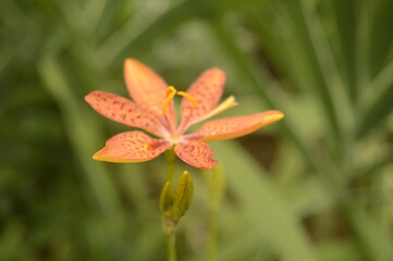 orange lily flower