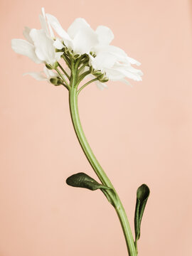 Fototapeta white flower on light pink background