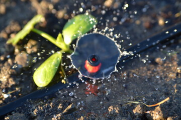 watering the garden in the sun in summer.