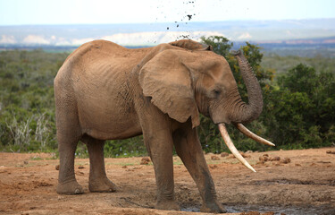 Fototapeta na wymiar Port Elizabeth, Eastern Cape / South Africa - 01/03/2010: Elephant at a water hole sprays mud over it's back