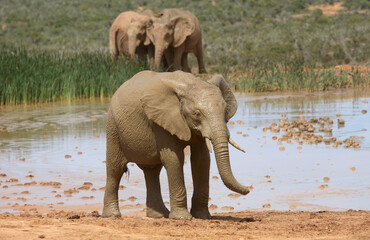 Port Elizabeth, Eastern Cape / South Africa - 01/03/2010: Elephants at a water hole drenched in mud