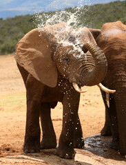 Port Elizabeth, Eastern Cape / South Africa - 01/03/2010: Elephant spurts water at a water hole