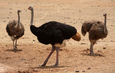 Cape Town, Western Cape / South Africa - 01/03/2010: Ostriches on a game farm