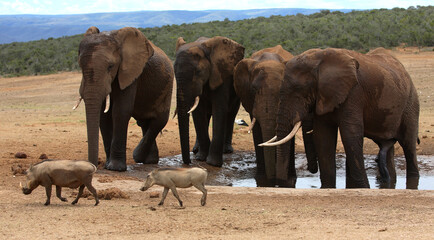 Fototapeta na wymiar Port Elizabeth, Eastern Cape / South Africa - 01/03/2010: Warthogs run past elephants at a water hole