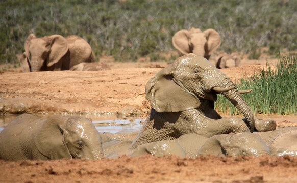 Port Elizabeth, Eastern Cape / South Africa - 01/03/2010: Elephants at a water hole drenched in mud