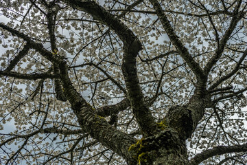 Mystic tree and its blossom in the start of spring
