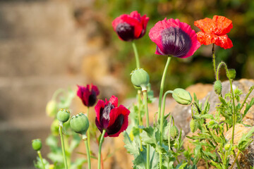 red poppies in the garden