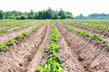Fototapeta na wymiar green potato field. farm