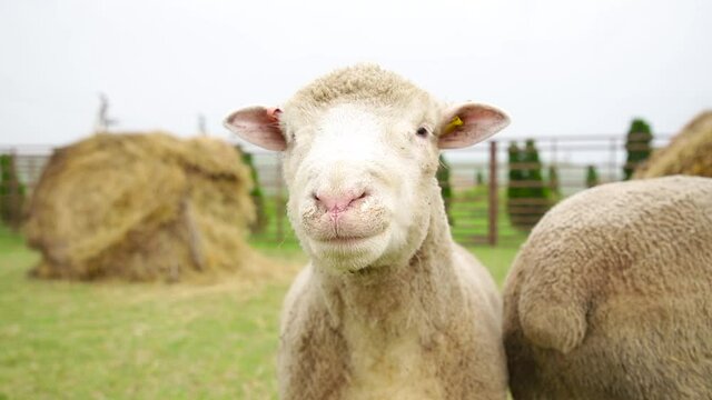 Sheep in a farm of different varieties and ages. 59 94 fps 60 fps