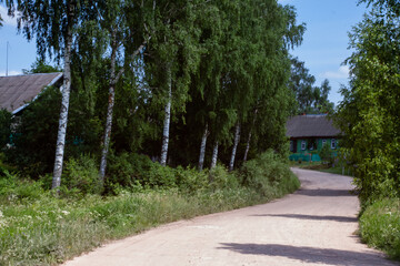 village dirt road in summer. on the side of the birch tree in a row