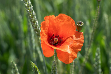 Lonely red poppy flower grows in the wheat field