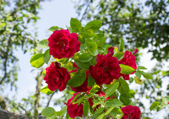 Red rose grows in the garden