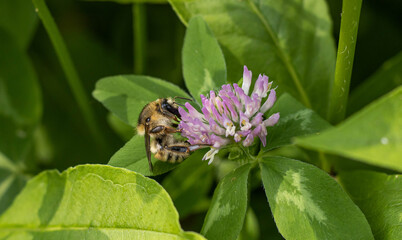 Young bumblebee sits on the clover flower