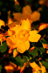 flower in the morning by the school