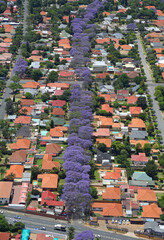 Johannesburg, Gauteng / South Africa - 10/30/2013: Aerial photo of jacaranda lined streets