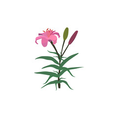 Pink lily with buds on a white background. Isolated elements