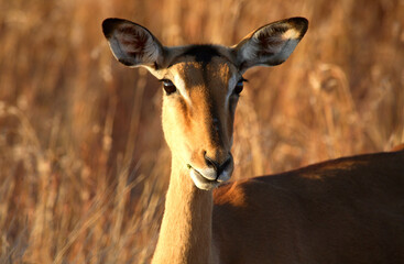 Port Elizabeth, Eastern Cape / South Africa - 07/18/2008: Animal looks on at sunset