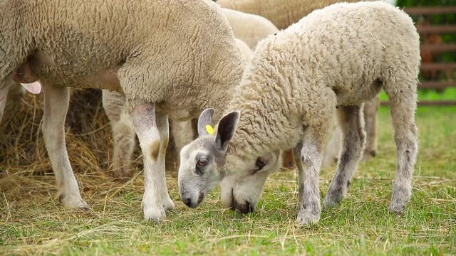 Sheep on the grass with lambs .Various varieties and ages. 59 94 fps 60 fps