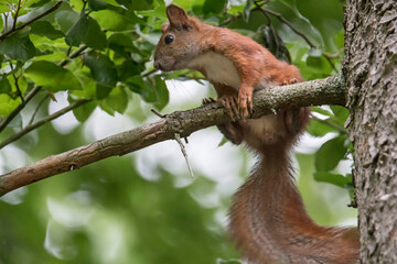 Naklejka na ściany i meble wiewiórka na drzewie