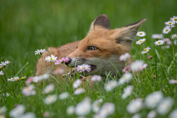 Młody lis na kwiecistej łące © Wojciech