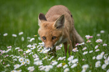Młody lis na kwiecistej łące © Wojciech