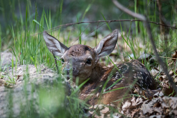 Młody jeleń w trawie © Wojciech