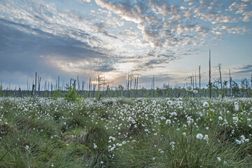 wschód słońca na torfowisku © Wojciech