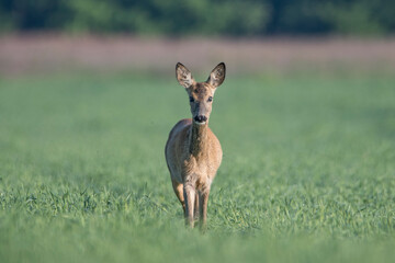 Sarna an polu © Wojciech