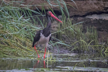 Bocian czarny podczas żerowania