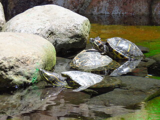Tortugas