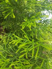 trees in the garden