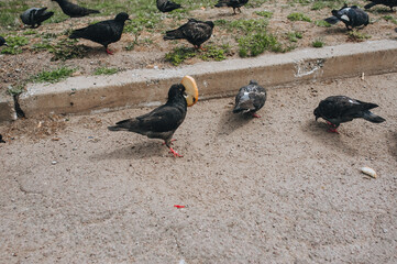 Several hungry pigeons on the street, walk on the asphalt and eat pieces of bread. Feeding the birds. Photography, concept.