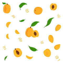 Apricot pattern. Whole apricot, cross-section, leaves, apricot drupe, cut into pieces hand drawn vector illustration set. Apricot collection