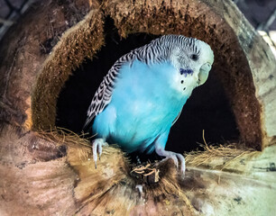 Budgerigar Australian Parakeet Melopsittacus undulatus parrot pet Bird