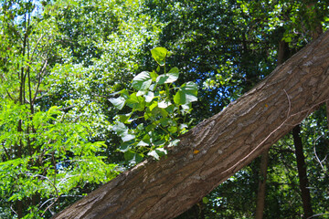 Planta sobre un árbol. Planta en el bosque.