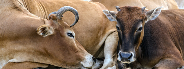 Asian bloodline cow