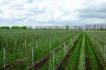 Fototapeta na wymiar Seasonal flowering fruit trees on farm. Plantation with sprouts of apple trees