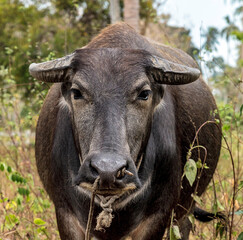 Black water buffalo or carabao