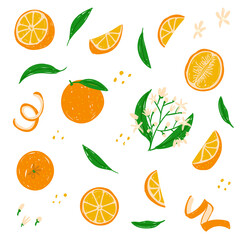 Orange set. Whole, cut, half, orange section, flowers, leaves, peel vector illustration collection for pattern design template