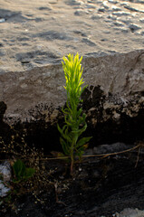 green plant growing on  cracked stone, close up, lighten by sunlight, Concept - power plants Vegetable world