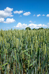 green wheat field with blue sky and white clouds