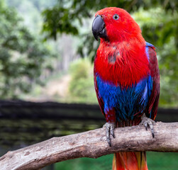 Portrait red blue parrot female Eclectus parrot (Eclectus roratus)