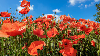 red poppy flowers, Papaver rhoeas or Papaveraceae in Heilbronn in Germany