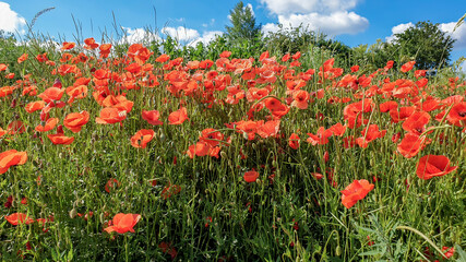 Obraz premium red poppy flowers, Papaver rhoeas or Papaveraceae in Heilbronn in Germany