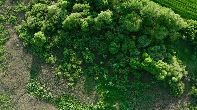Aerial top down view of swampy area. Birds eye view of lake shore overgrown with bushes, trees and dry reeds. Drone flies over bog, marsh texture from above. Landscape, nature background in motion
