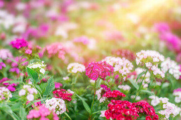 summer background with pink flowers and sunlight. Garden carnation in a flower bed. Space for text